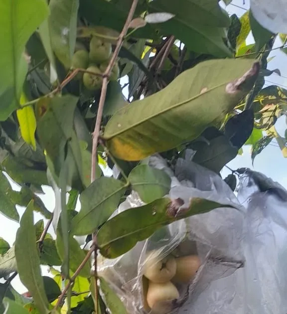 Rizki Laundry & Fotocopy: Solusi Cepat untuk Warga Cilacap